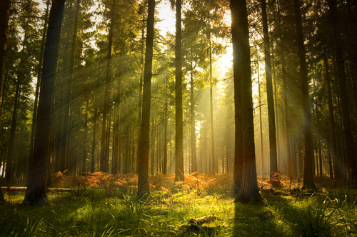 Forest 2