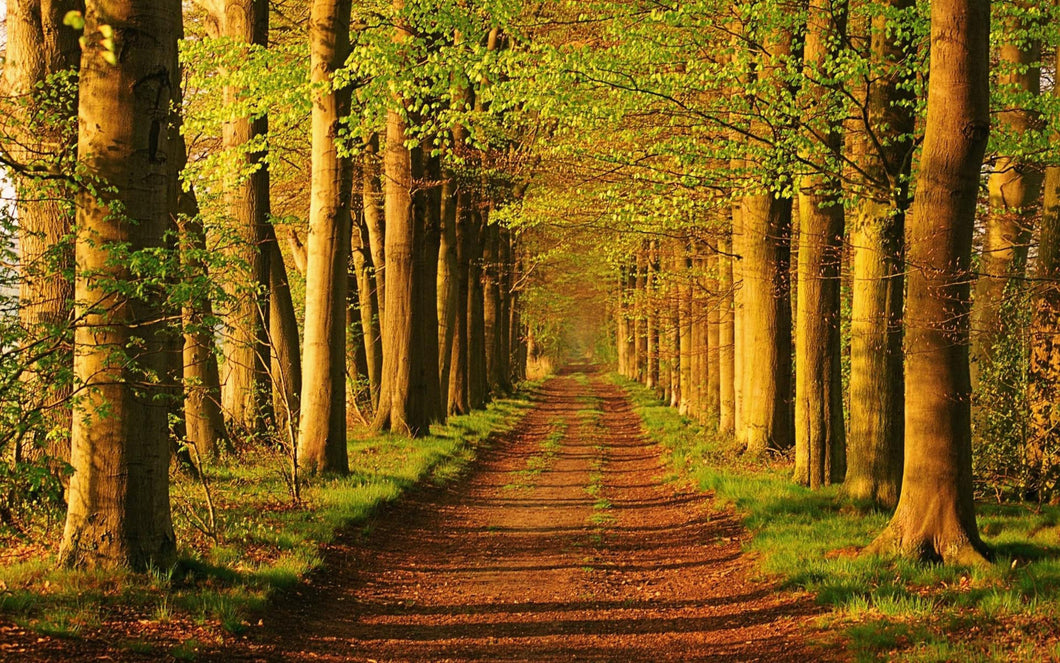 Forest 1